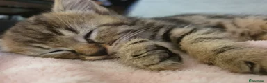 Male Kitten 2