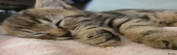 Mixed Breed cats for sale: Beautiful Male Kittens  - Advert 10