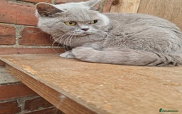 British Shorthair cats for sale: Female Lilac Shorthair - Image 2