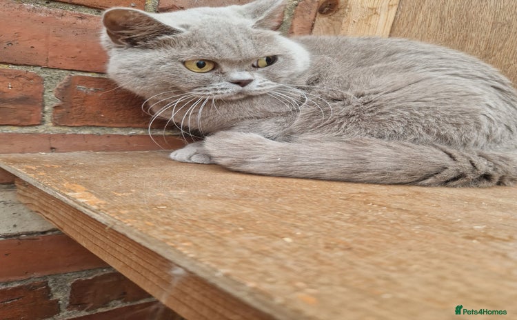 British Shorthair cats - Advert 1
