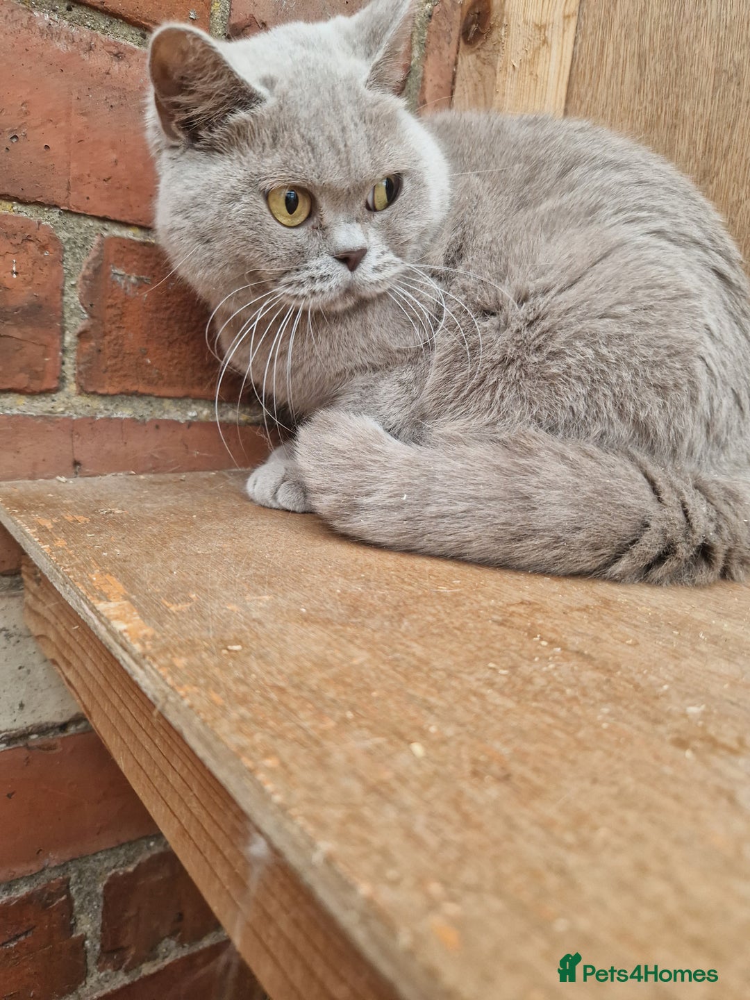 British Shorthair cats for sale: Female Lilac Shorthair - Image 2