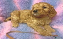 Cockapoo dogs for sale: F1 Cockapoo puppies - Image 5