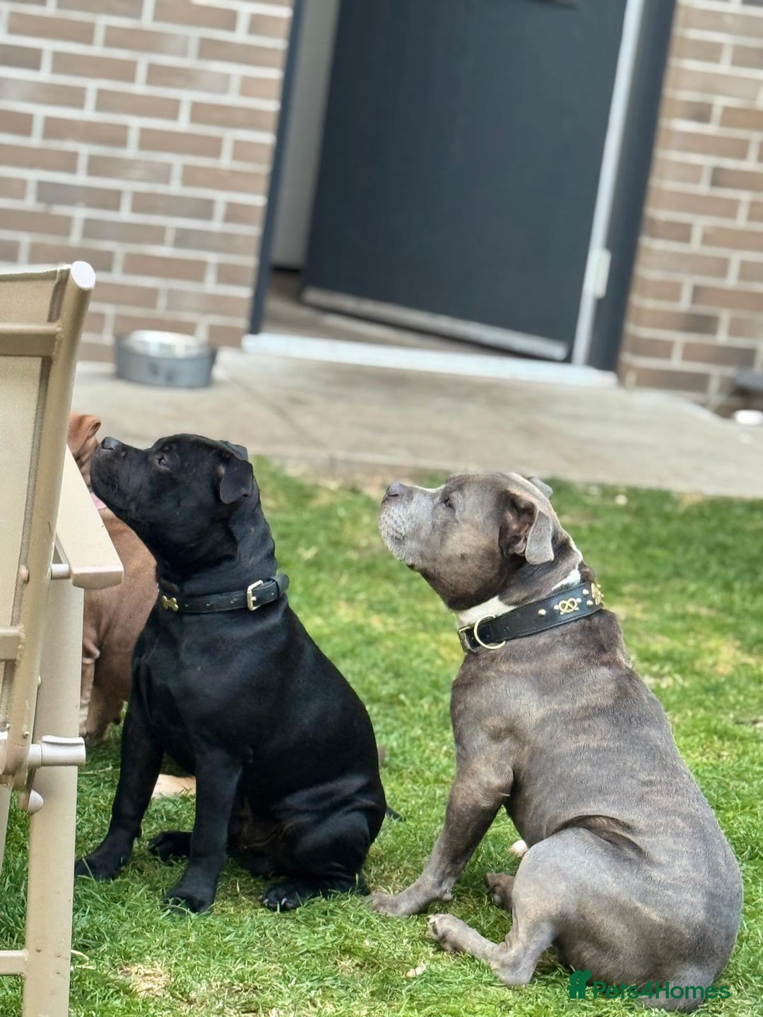 Staffordshire Bull Terrier dogs for sale: Staffordshite bull terrier - Advert 6