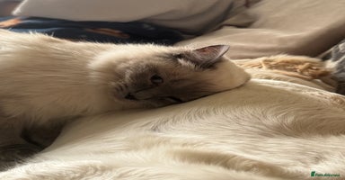 Ragdoll cats - Advert 11