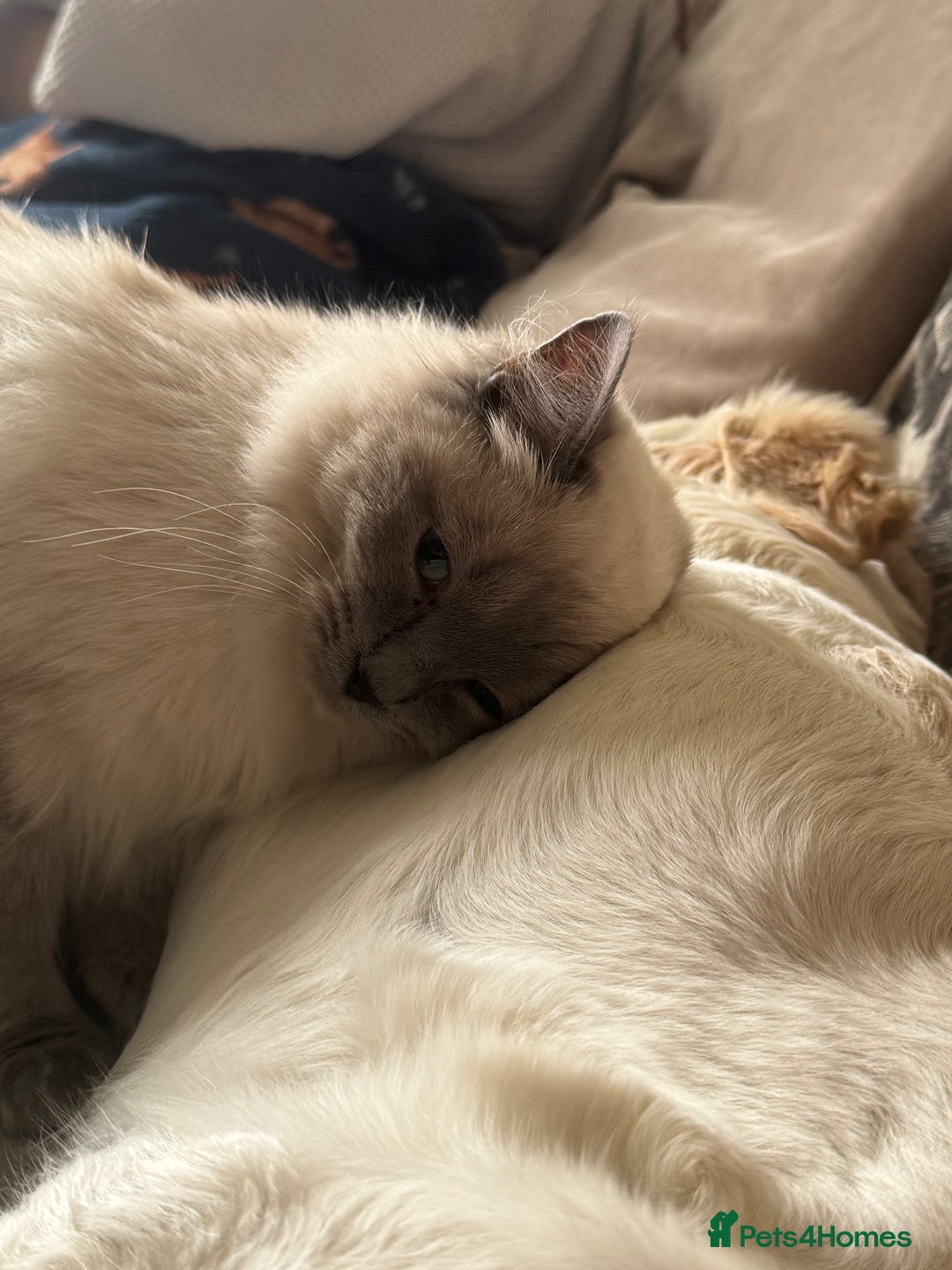Ragdoll cats for sale: 11 Month Male Ragdoll (Intact) - Image 3