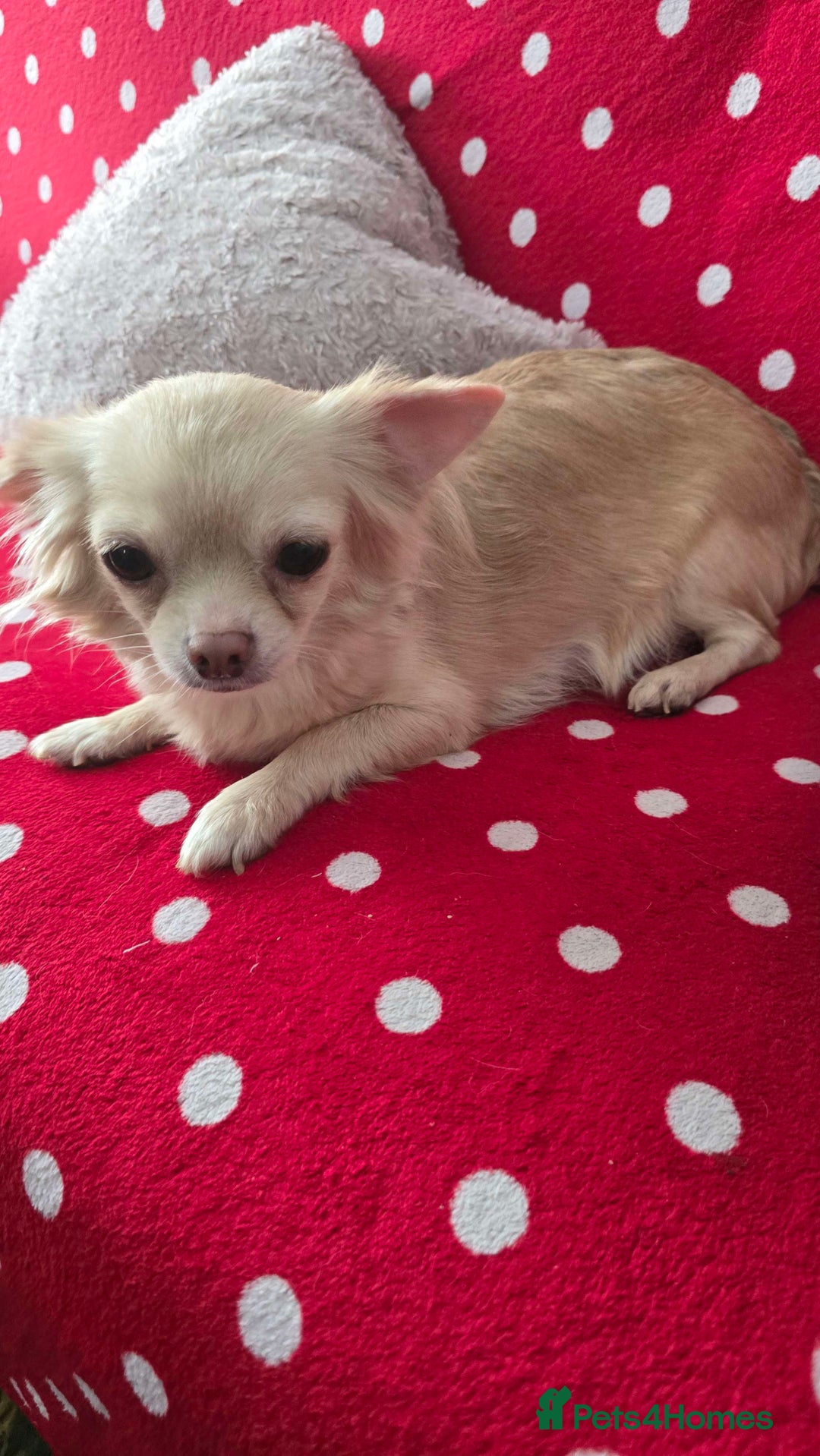 Chihuahua dogs for sale: 3 Handsome (KC) Chihuahua boys left (New photos) - Image 39