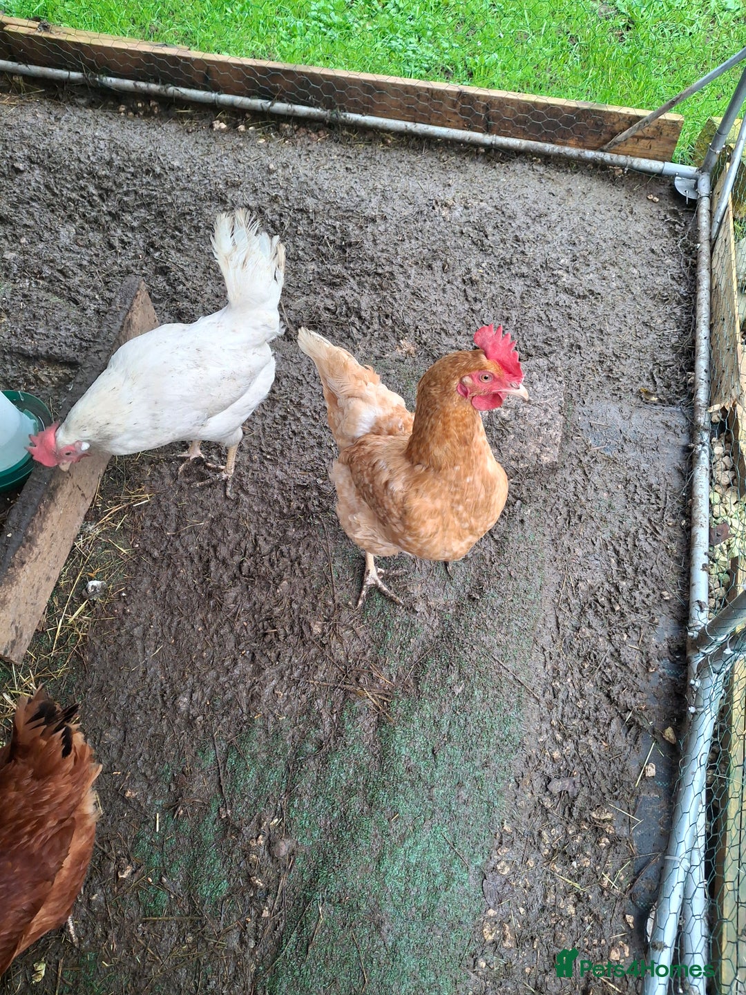 Hens poultry for sale: 3 lovely Hens for sale  - Advert 6
