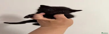 Fluffy Black Male Kitten 