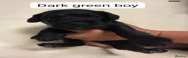 Mixed Breed 3