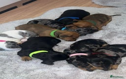 Dachshund dogs for sale: Adorable dachshund puppies ready for loving homes - Image 23