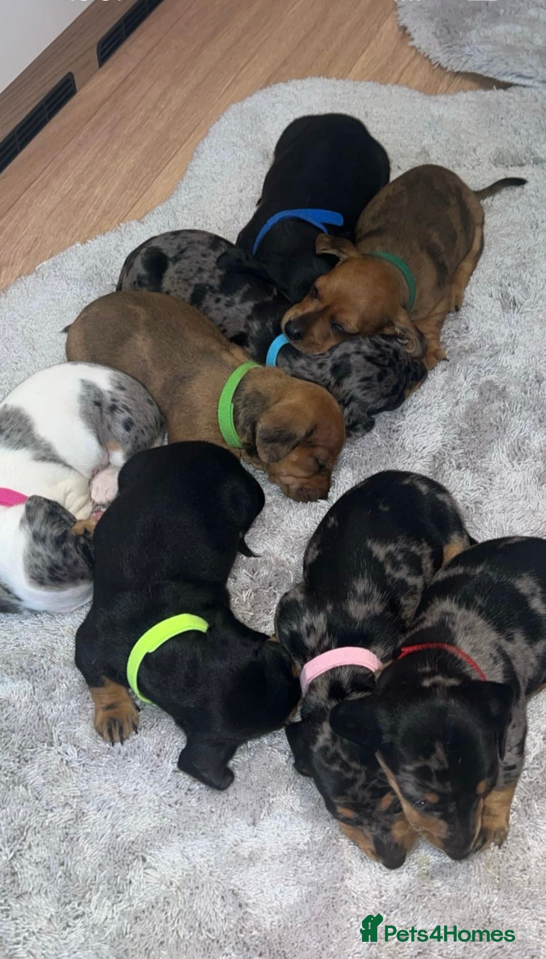 Dachshund dogs for sale: Adorable dachshund puppies ready for loving homes - Image 23