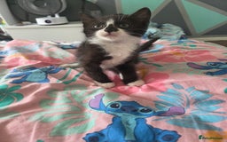 Mixed Breed cats for sale: 1 playful kitten  - Image 3