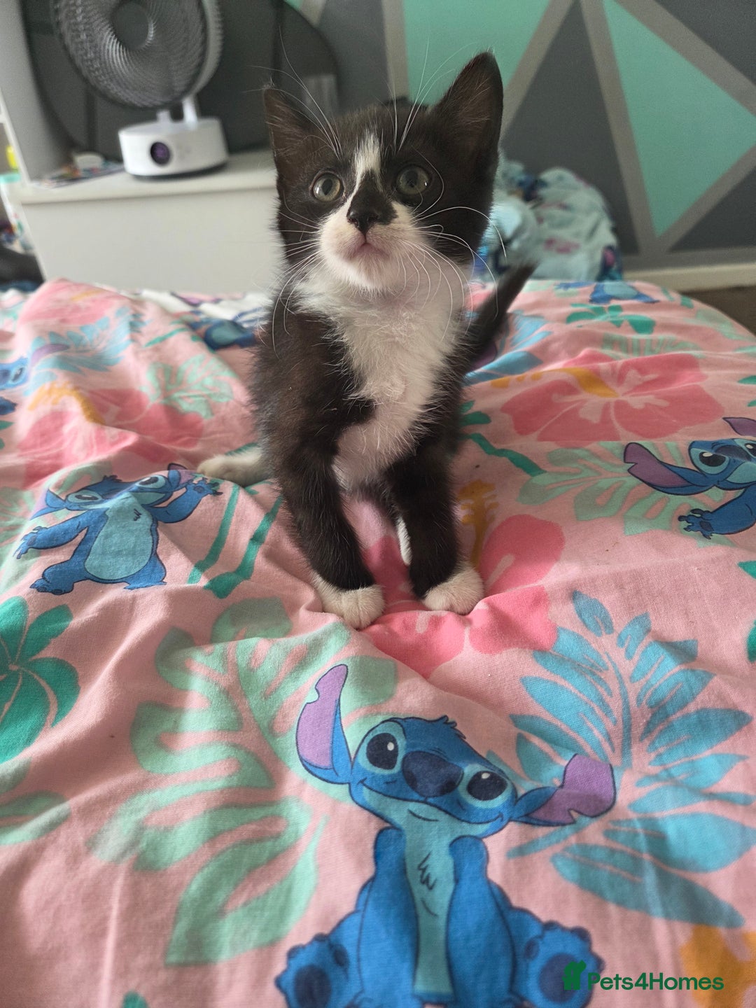 Mixed Breed cats for sale: 1 playful kitten  - Image 3