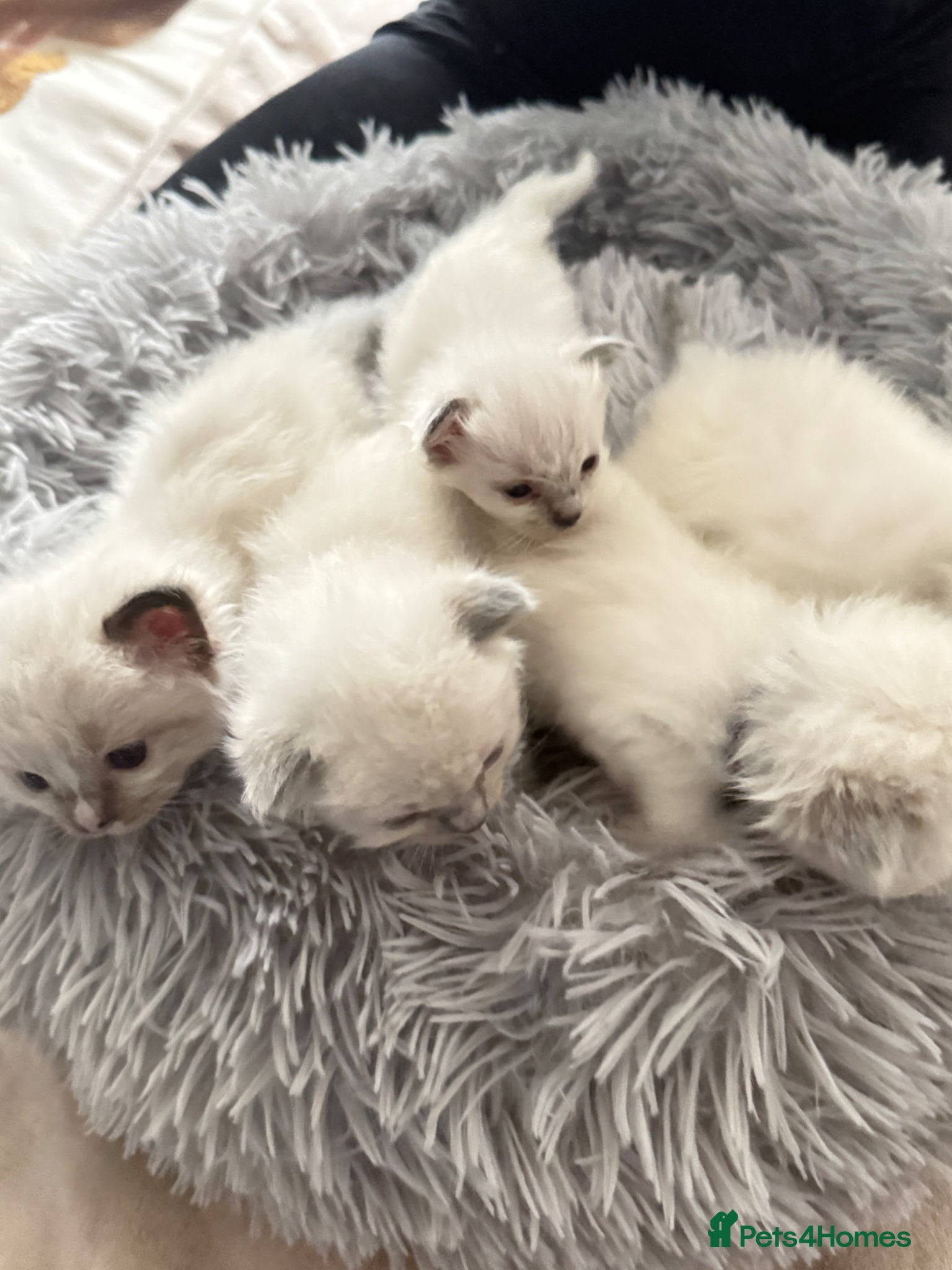 Ragdoll cats *** Beautiful Pure Ragdoll Kittens *** - Advert 1