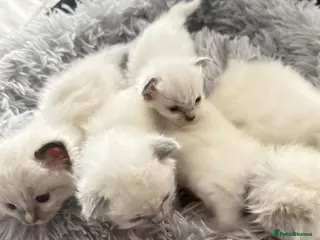 Ragdoll cats *** 3 Beautiful Pure Ragdoll Kittens left *** - Advert 8
