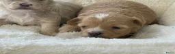 Maltipoo dogs for sale: Stunning Maltipoo’s - Advert 6