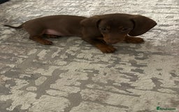 Miniature Dachshund dogs for sale: Miniature Dachshund Male Puppy Chocolate Tan - Advert 2