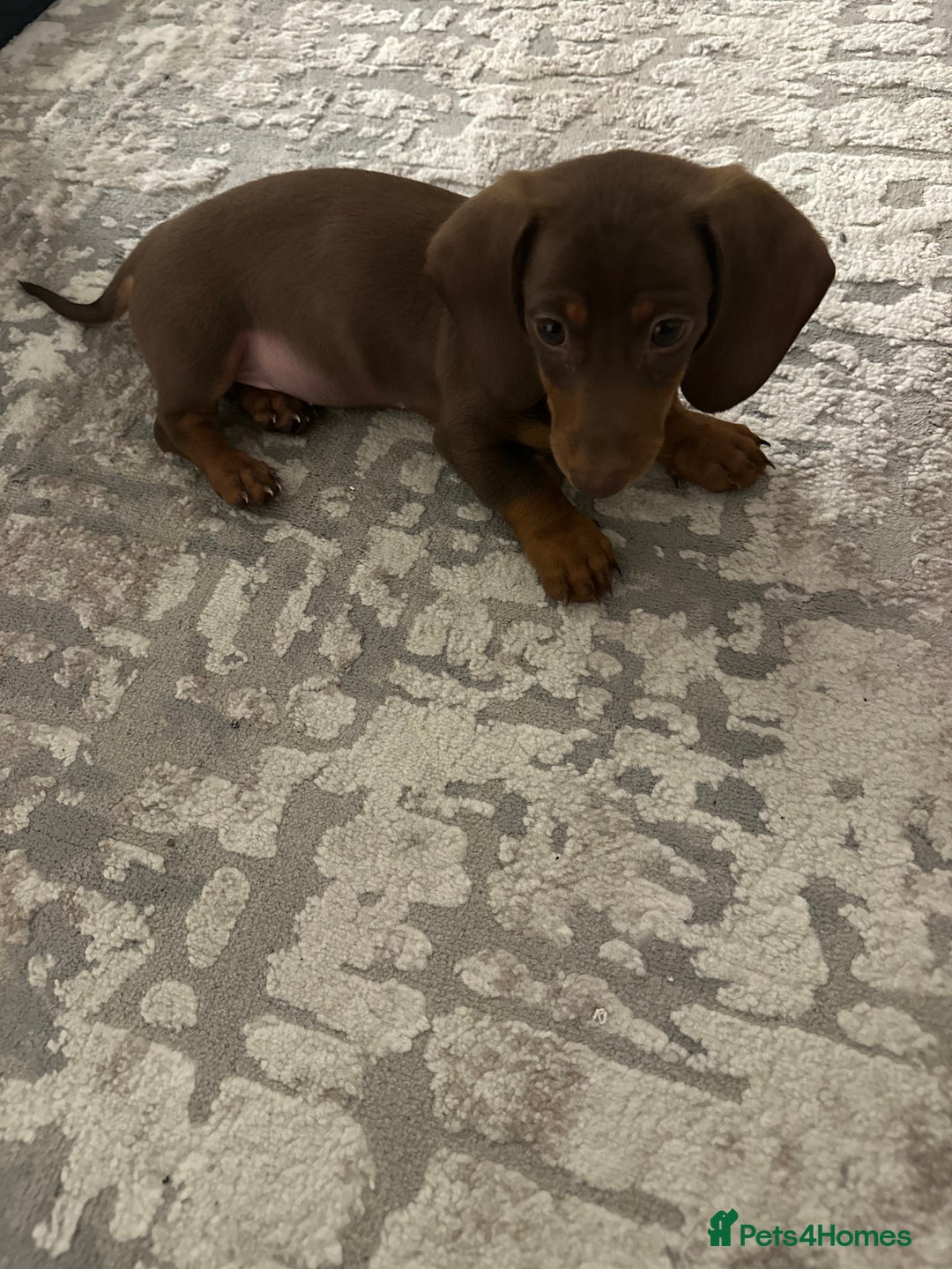 Miniature Dachshund dogs for sale: Miniature Dachshund Male Puppy Chocolate Tan - Advert 2