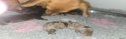 Miniature Dachshund dogs for sale: miniature dachshund pups in Spalding - Advert 4