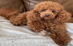 Maltipoo dogs for sale: Gorgeous apricot maltipoo - Image 25