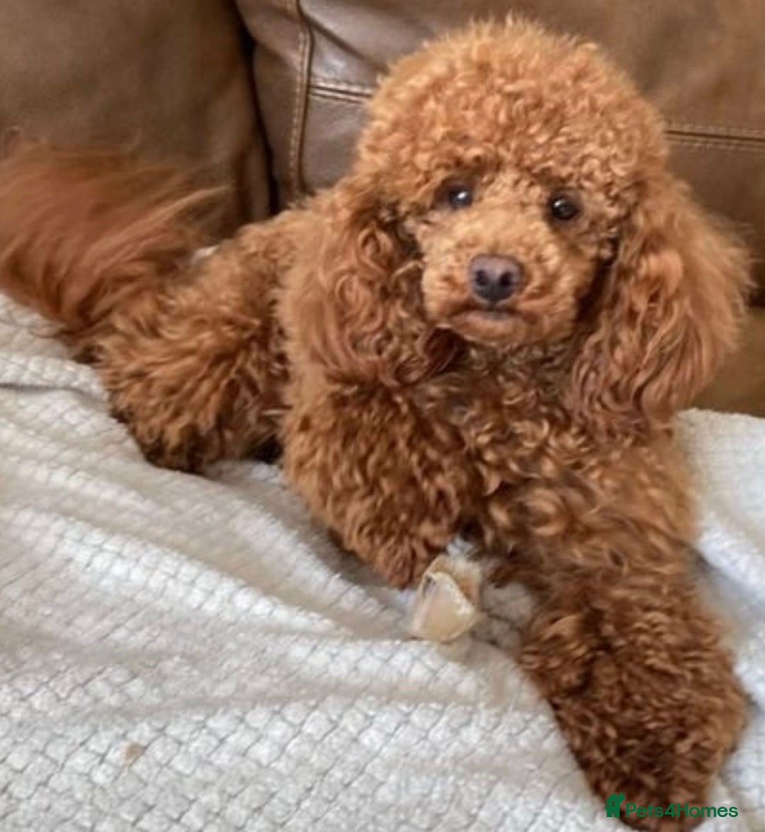 Maltipoo dogs for sale: Gorgeous apricot maltipoo - Image 25