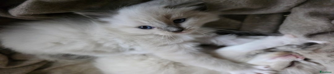 Ragdoll Kitten 3