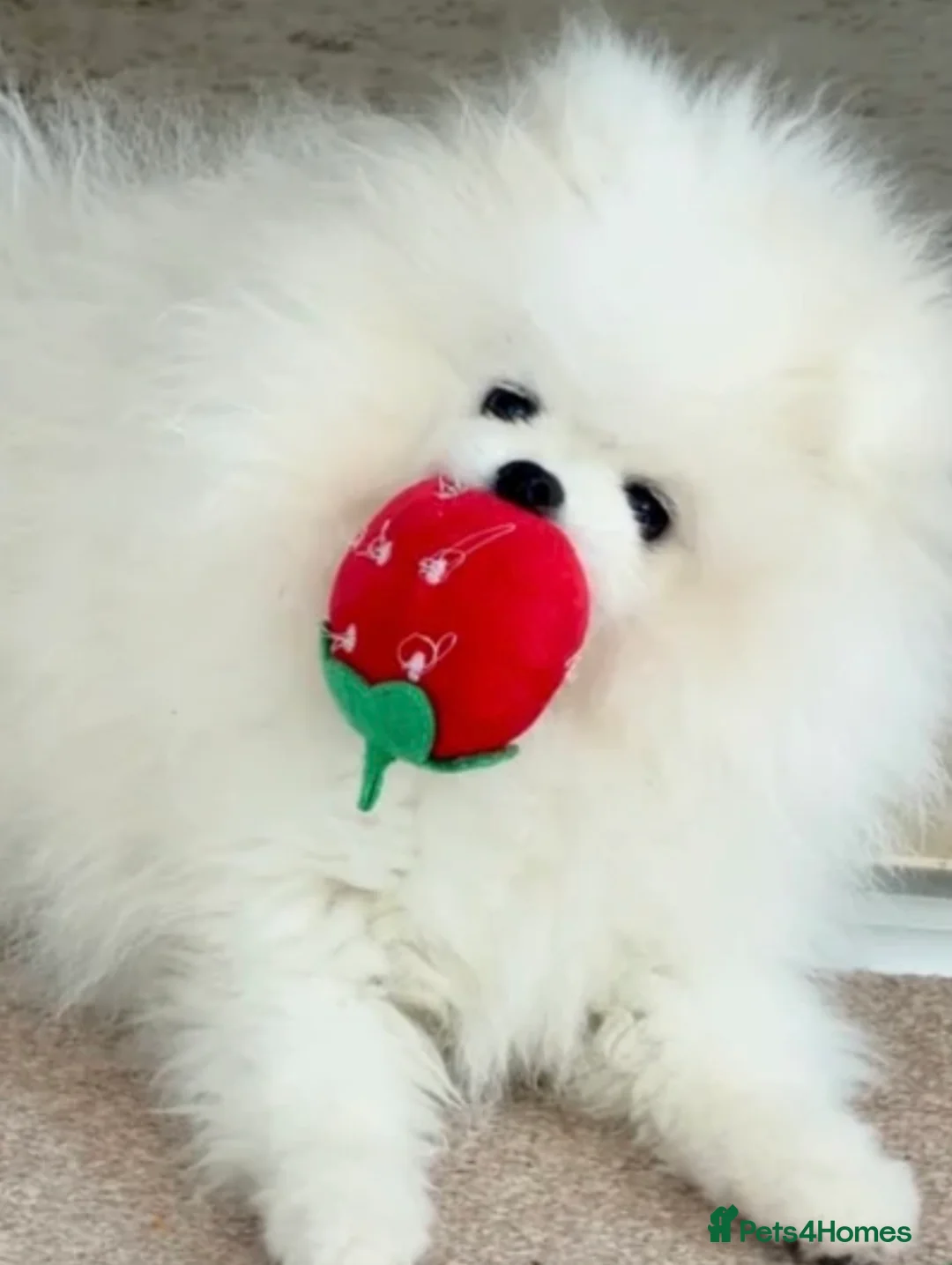 Pomeranian dogs for sale: Stunning Pedigree Puppy Male  - Advert 1
