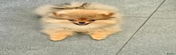 Pomeranian dogs for sale: Beautiful Male Pomeranian 🐾 - Advert 1