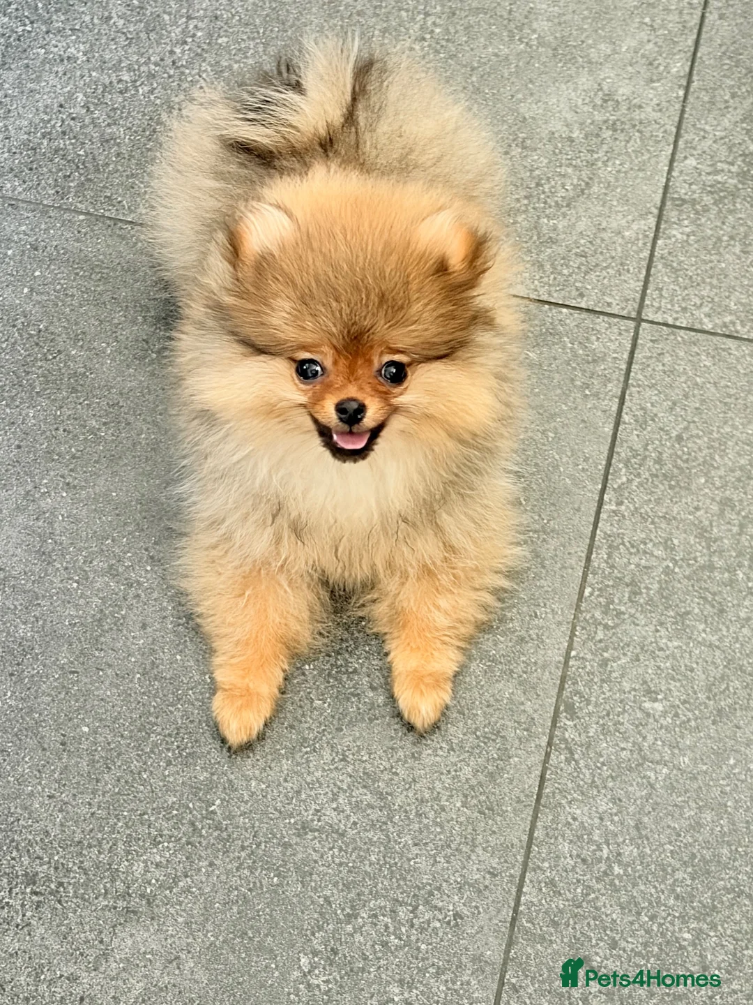 Pomeranian dogs for sale: Beautiful Male Pomeranian 🐾 - Advert 1