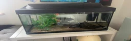 Axolotl reptiles for sale: axolotl  in Hailsham - Advert 2