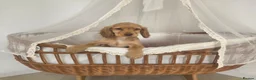 Cocker Spaniel dogs for sale: Golden and Black working type cocker spaniels - Advert 6