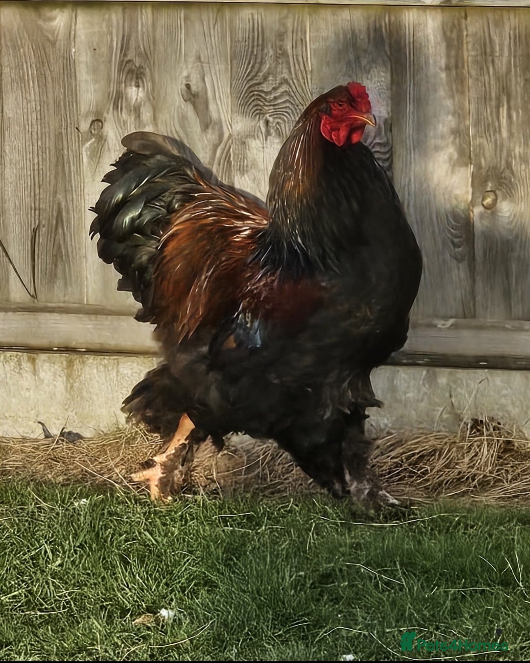 Chickens poultry for sale: Stunning Brahma Boys - Image 2