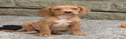 Cockerdor dogs for sale: Fox red Cockerdor pups - Advert 7
