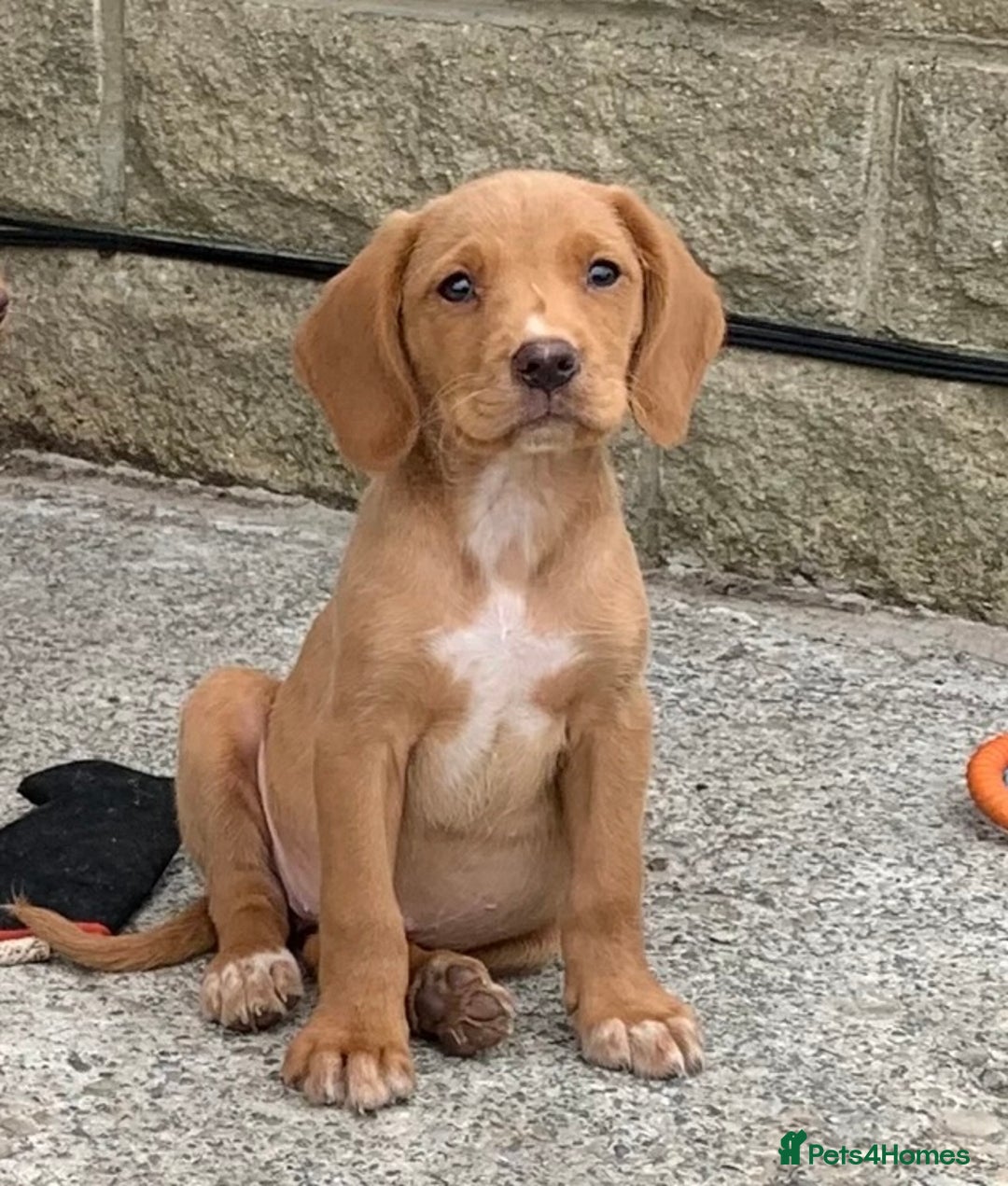 Cockerdor dogs for sale: Fox red Cockerdor pups - Advert 7