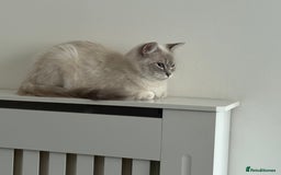 Ragdoll cats for sale: Stunning Seal Point Lynx Ragdoll For Sale. - Image 10