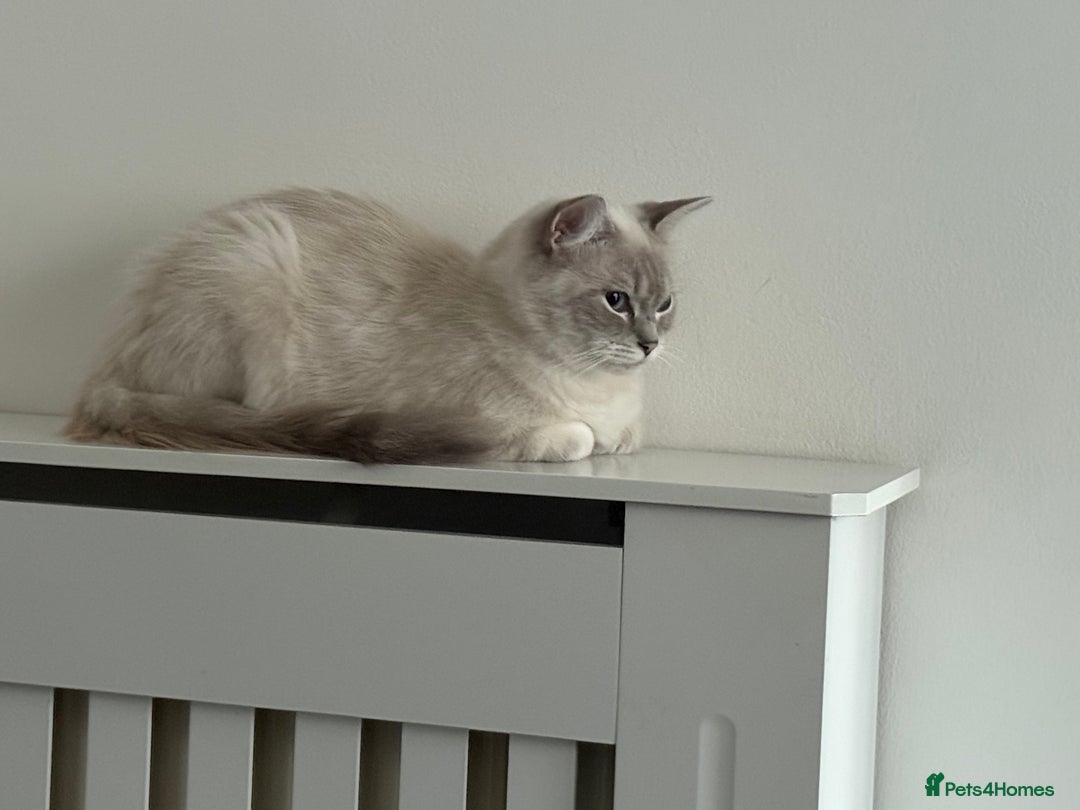 Ragdoll cats for sale: Stunning Seal Point Lynx Ragdoll For Sale. - Image 10