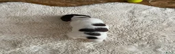 English Springer Spaniel dogs for sale: KC English Springer Spaniels in Merthyr Tydfil - Advert 5