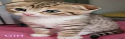 Bengal cats for sale: 5x Bengal kittes in Milton Keynes - Advert 1