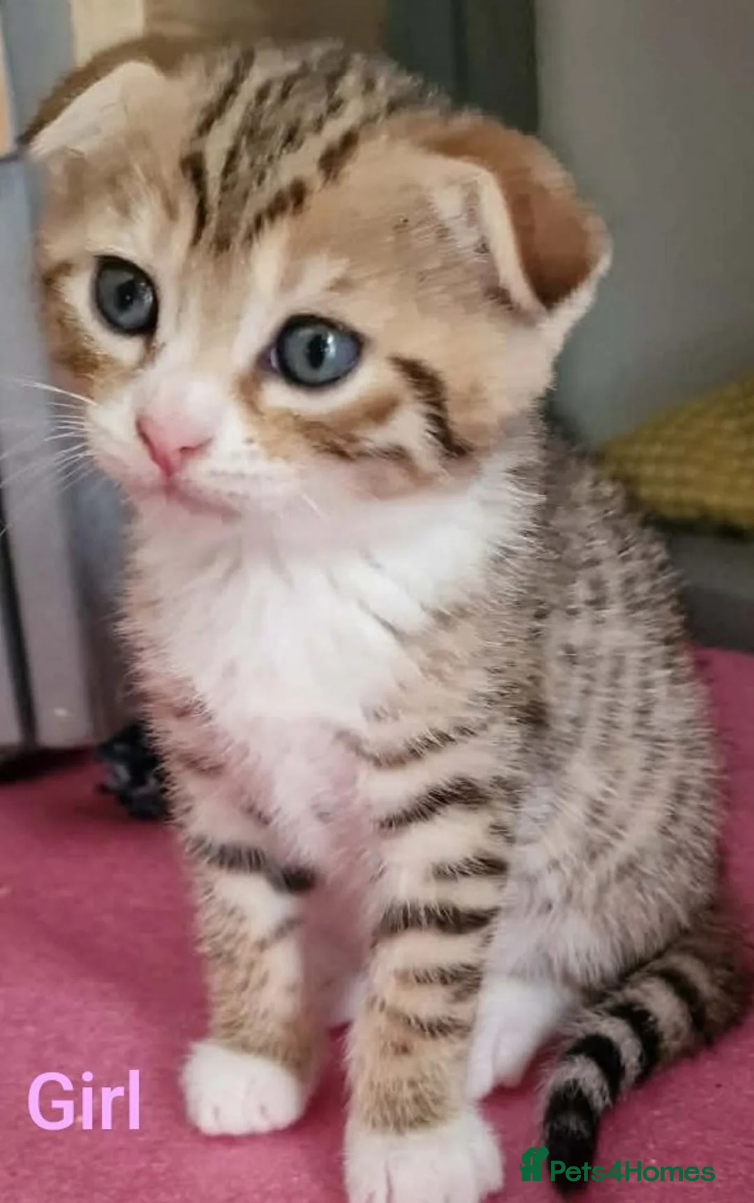Bengal cats for sale: 5x Bengal kittes in Milton Keynes - Advert 1