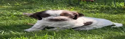 Cocker Spaniel dogs for sale: KC Reg Cocker Spaniel Pups Full DNA 5⭐️ Licensed  - Advert 8