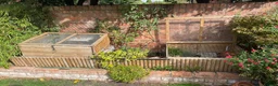 Hermann Tortoise reptiles for sale: Herman’s tortoise female 5 years old  in Shrewsbury - Advert 6