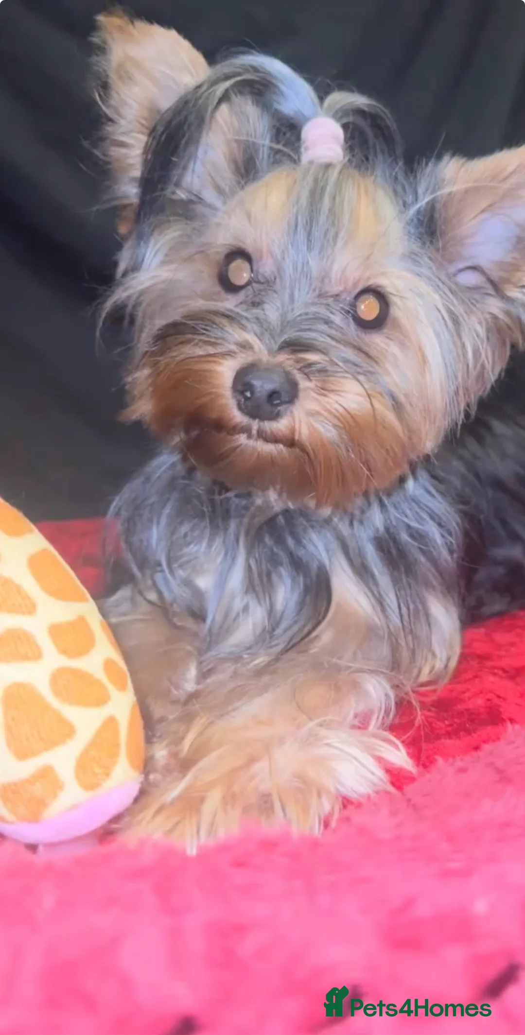 Yorkshire Terrier dogs for sale: Lovely Angels boys in Guildford - Advert 6