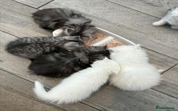 Persian cats for sale: Persian x kittens , 2 separate litters - Advert 31