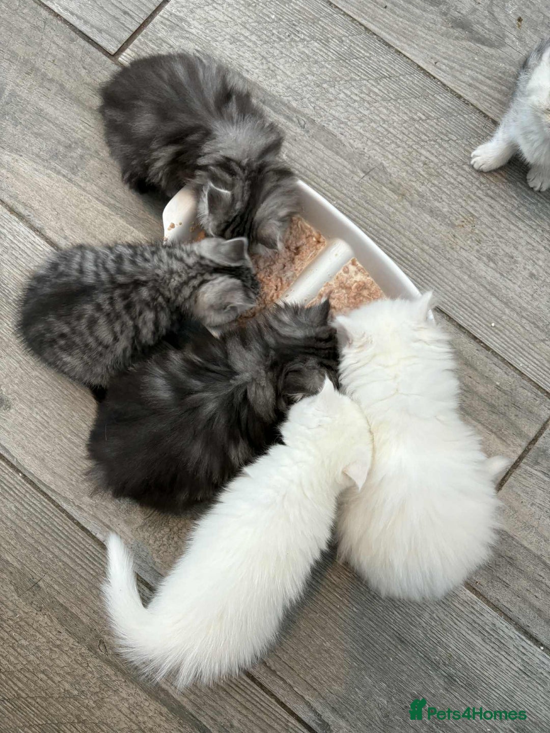 Persian cats for sale: Persian x kittens , 2 separate litters - Advert 31