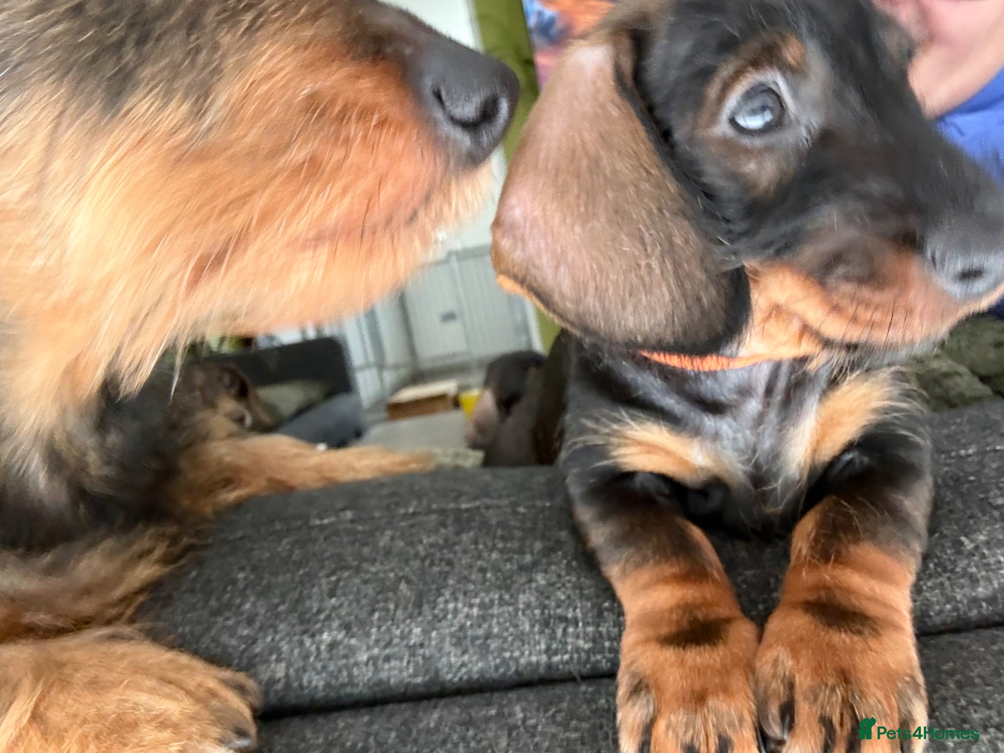 Dachshund dogs Standard Wire Haired Dachshund (1 girl left ) - Advert 16