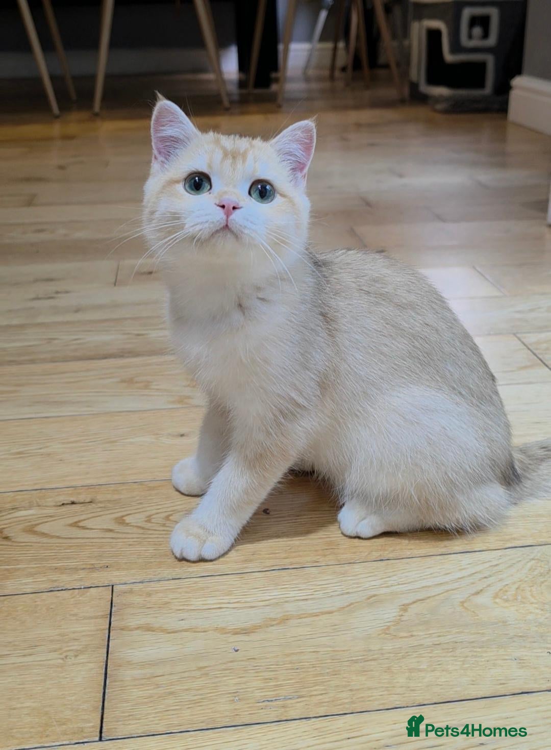 British Shorthair cats GCCF Chocolate Golden Girl | LAST ONE | Ready NOW - Advert 2