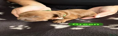 Cockapoo 4