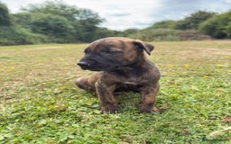 Belgian Shepherd Dog dogs for sale: Stunning Dutch Herder x Alano Español Pups  - Image 12