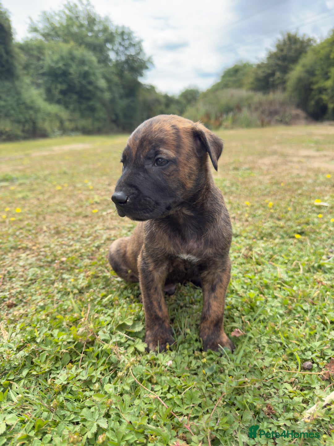 Belgian Shepherd Dog dogs for sale: Stunning Dutch Herder x Alano Español Pups  - Image 12