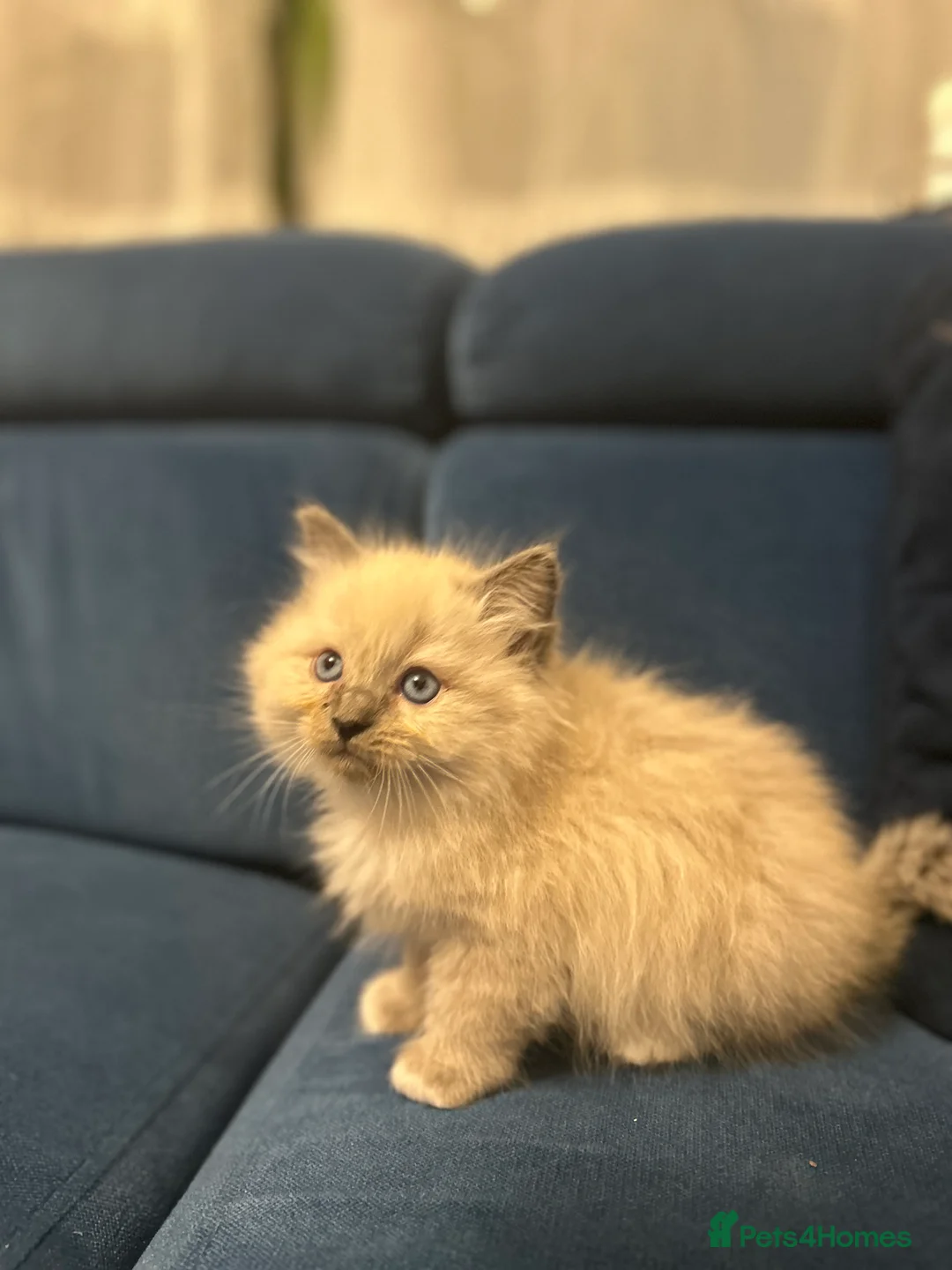 Neva Masquerade cats for sale: 4 Gorgeous 8 week old neva masquerade kittens - Advert 7